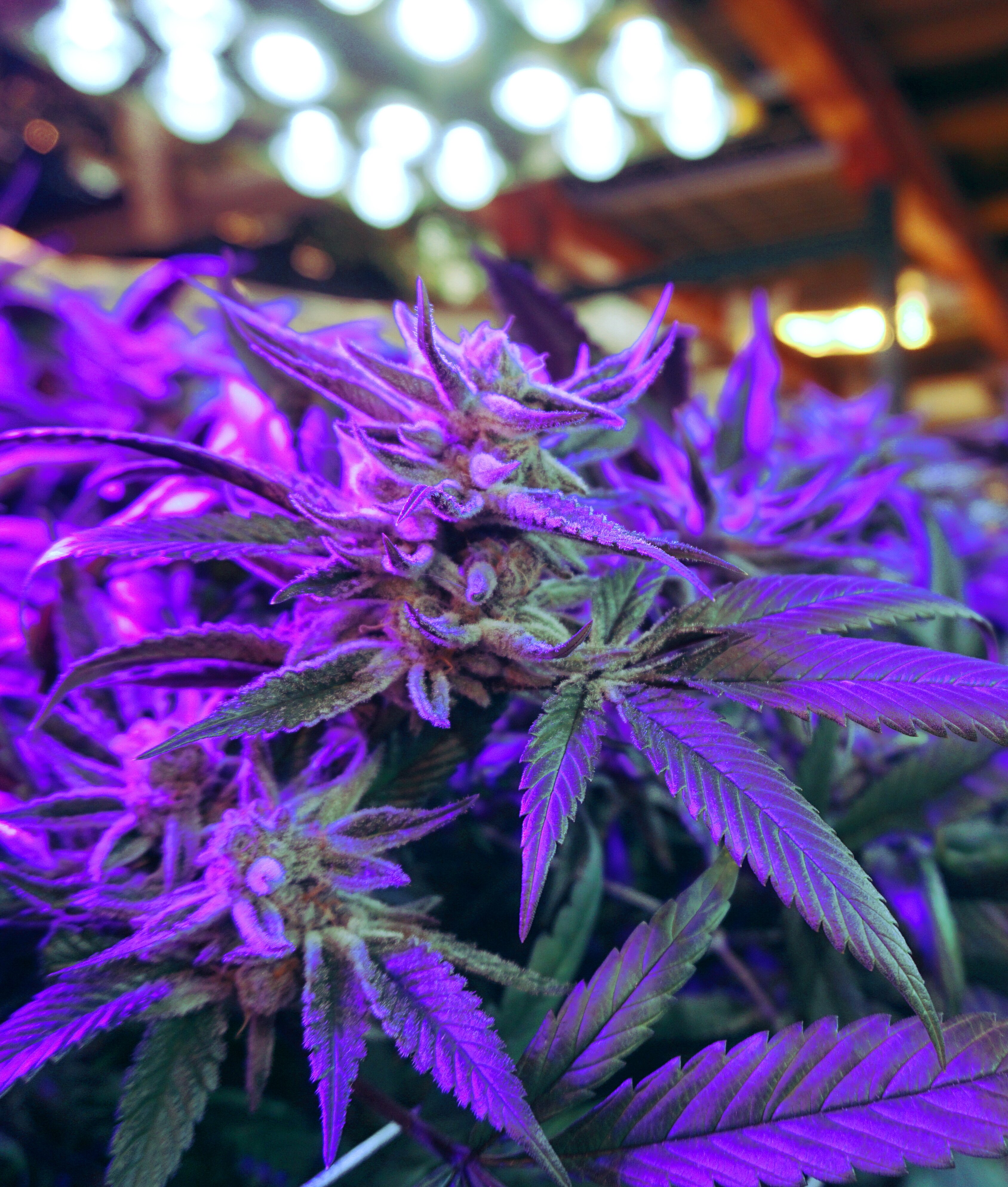 cannabis flower with blue light