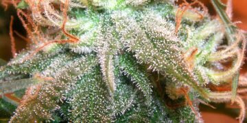 cannabis with trichomes