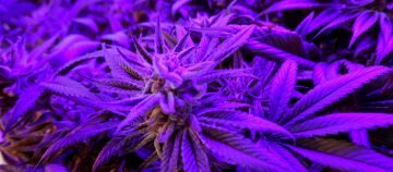 cannabis with blue light