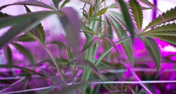 krunchy bubble high res cannabis plant stem
