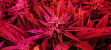 cannabis with red light